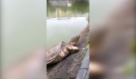 Video cụ rùa hồ Gươm nổi gần trọn vẹn toàn thân